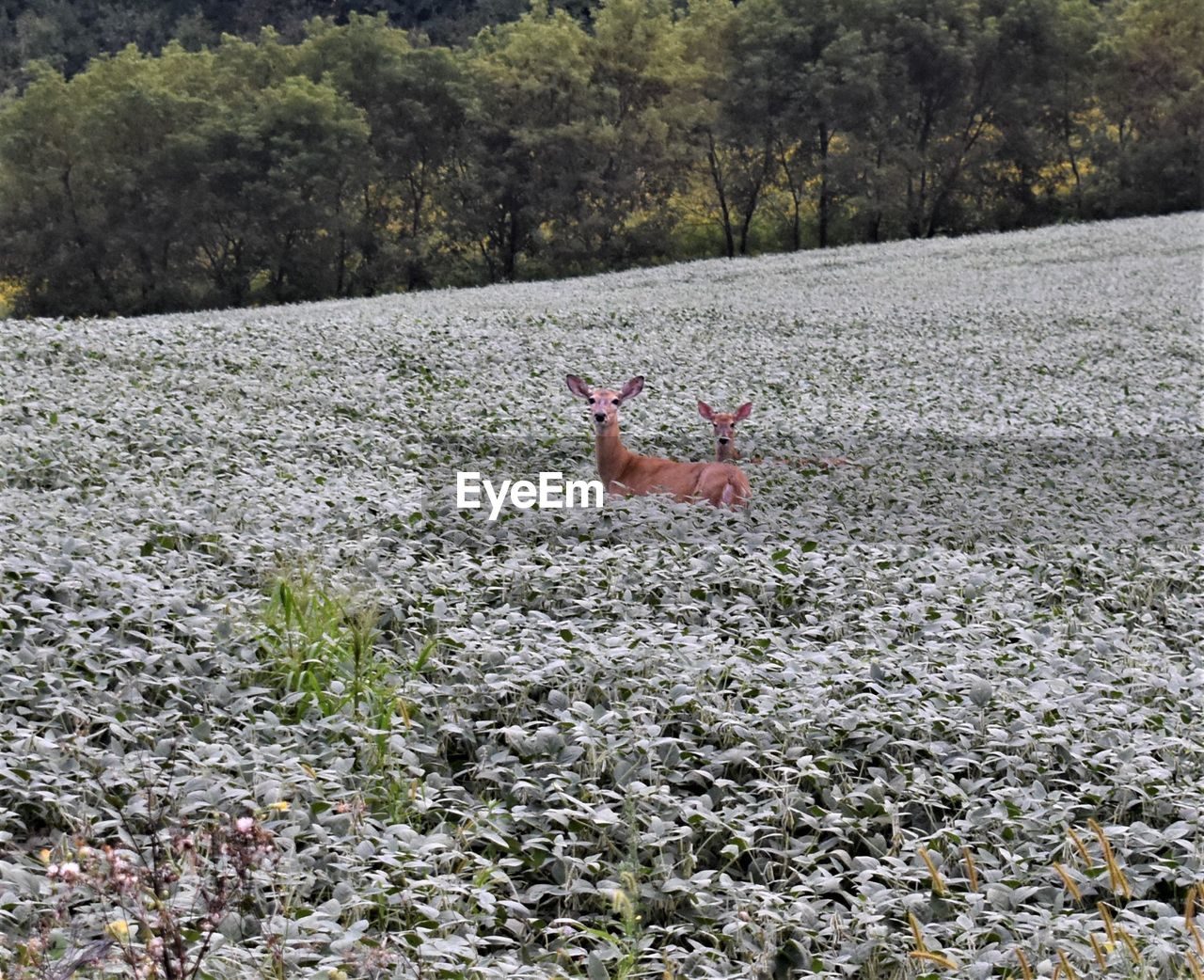 DEER IN A FIELD