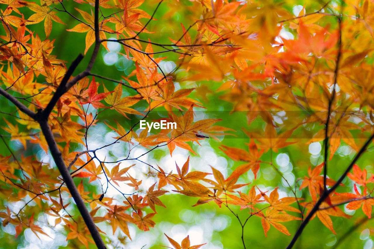 Close-up of maple tree