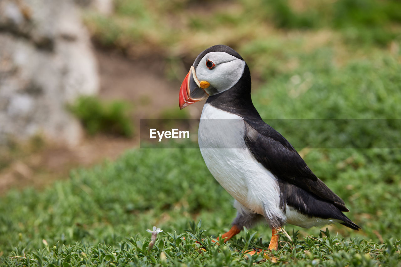 Puffin birds on the saltee islands in ireland, near their nest