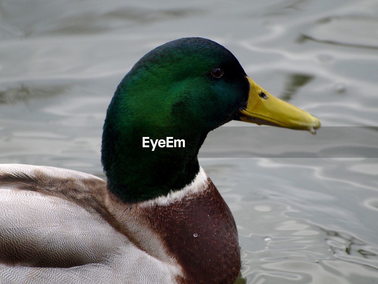 CLOSE-UP OF DUCK SWIMMING ON LAKE