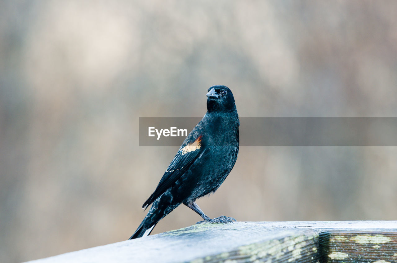 Close-up of bird perching