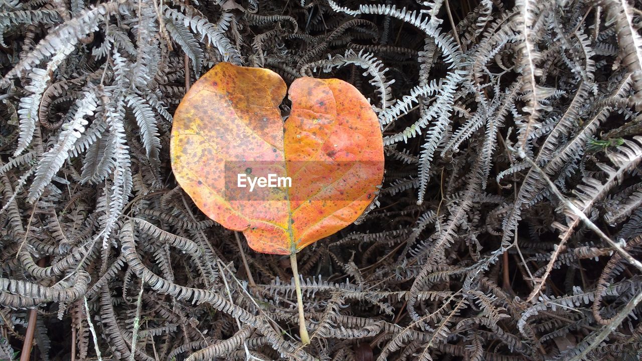 High angle view of autumn leaf on fern