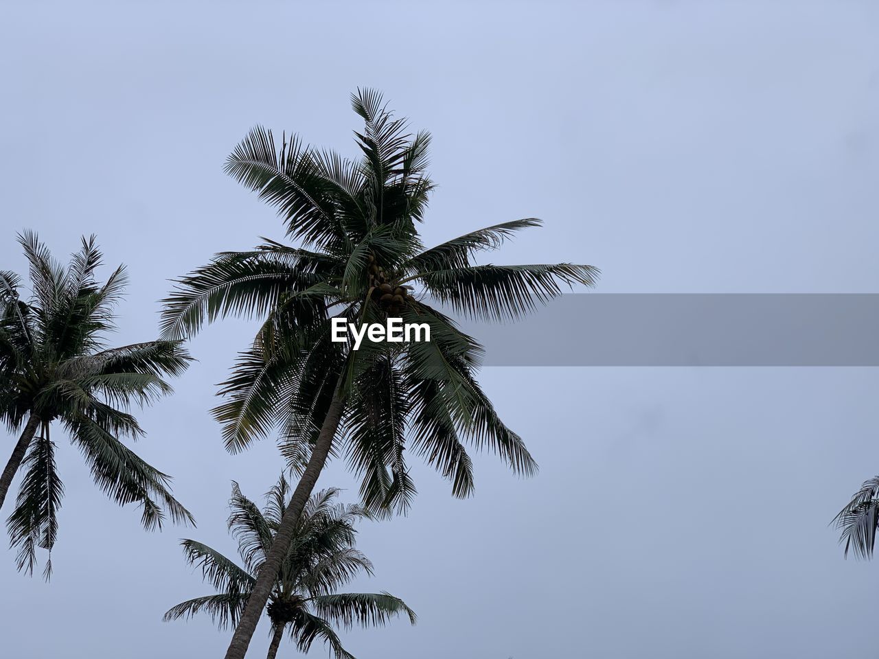 LOW ANGLE VIEW OF PALM TREE AGAINST SKY