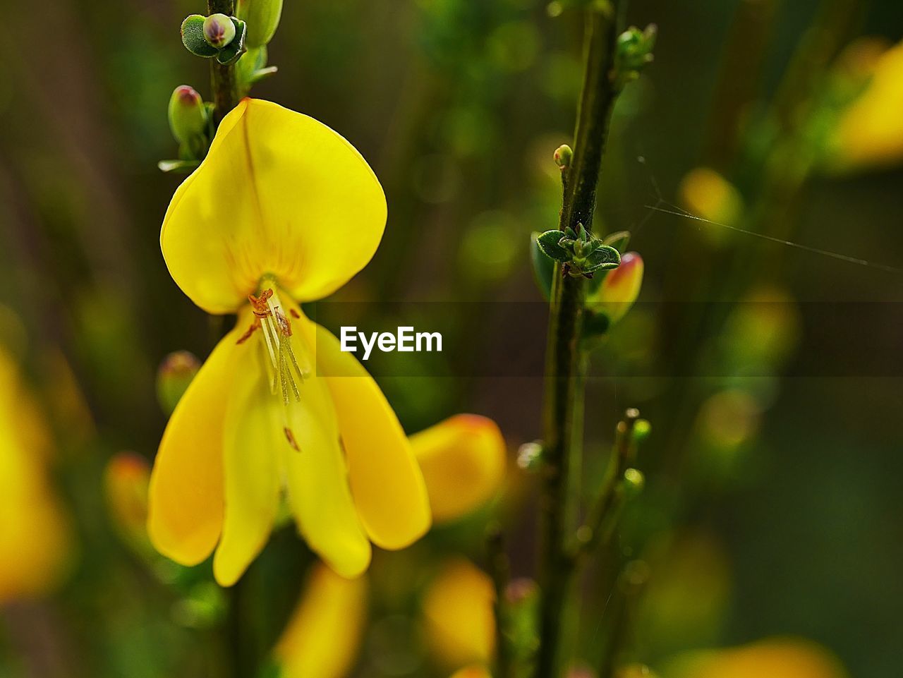 CLOSE-UP OF YELLOW FLOWERS