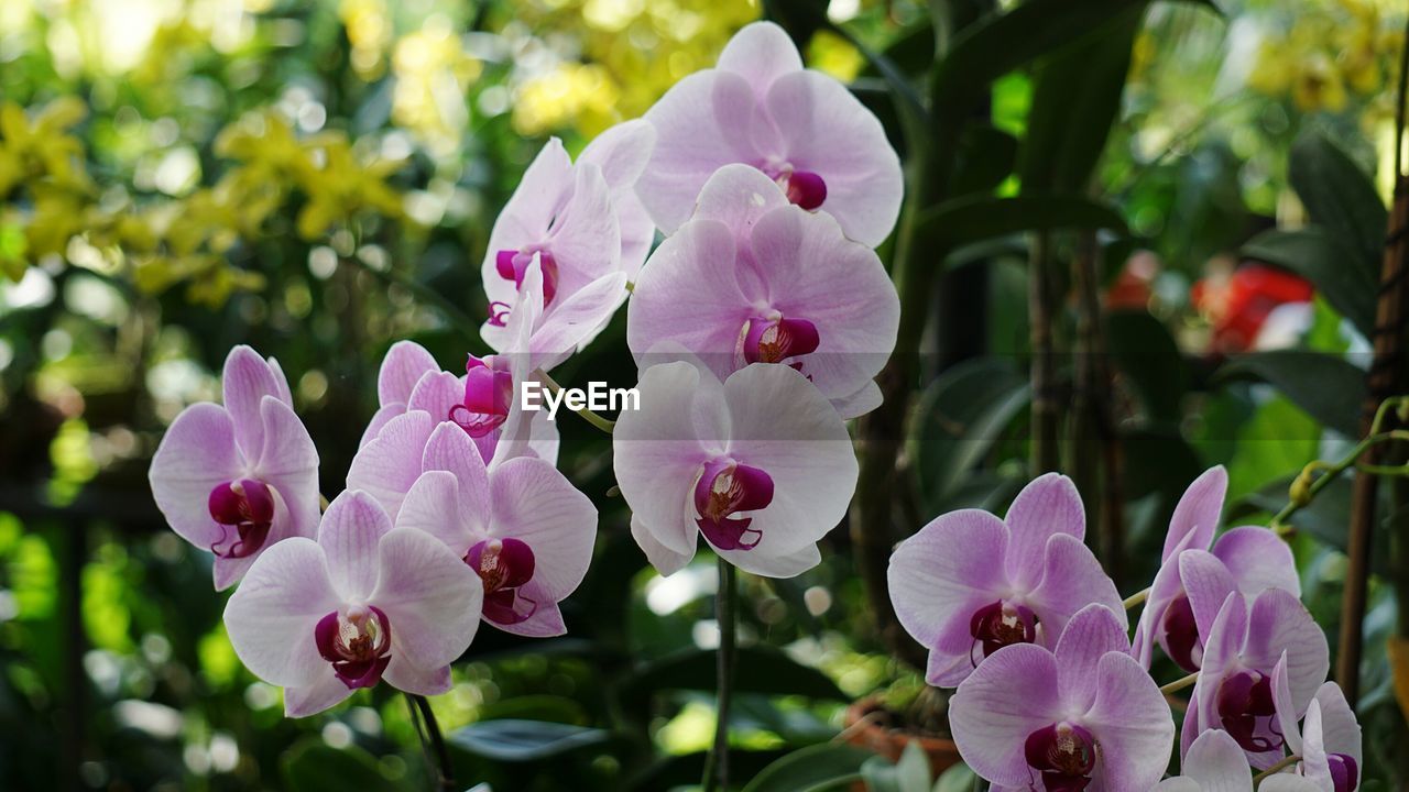 Close-up of pink flowers