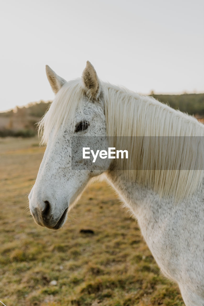close-up of horse on field