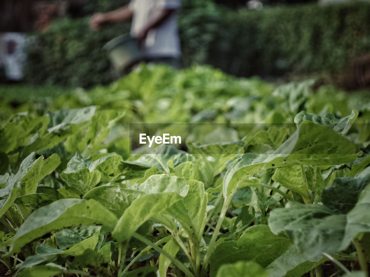 Plants growing on farm