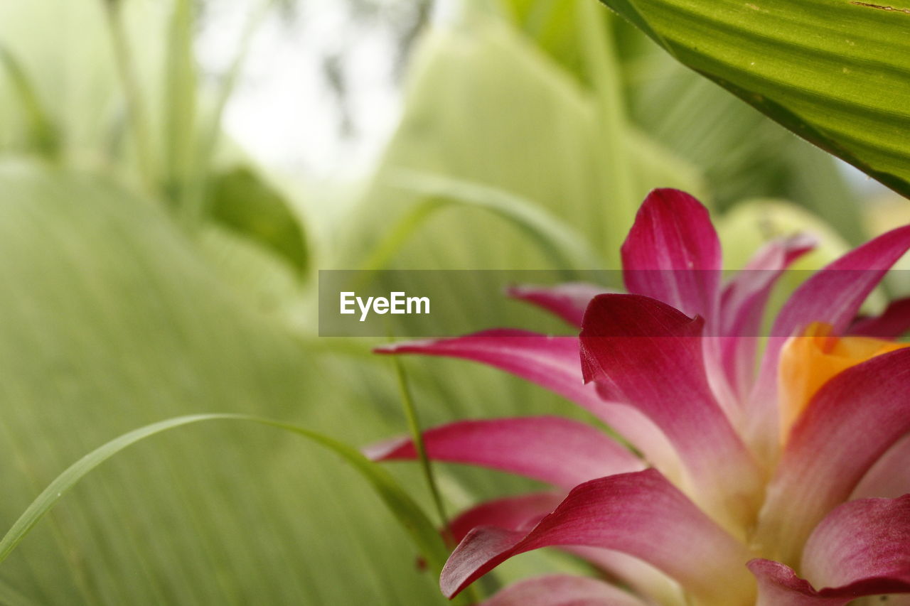 Close-up of pink flowering plant