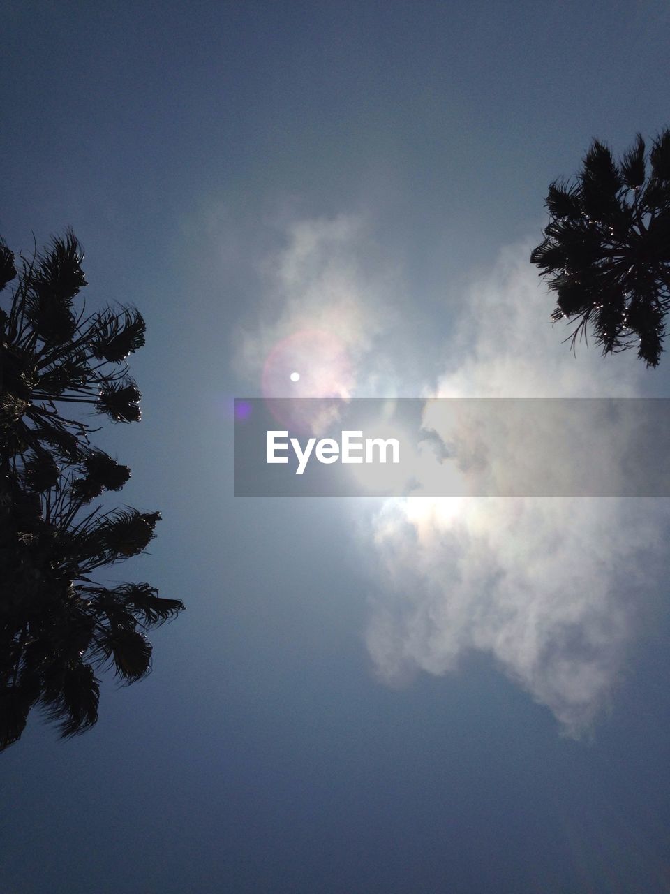 Low angle view of trees against sky