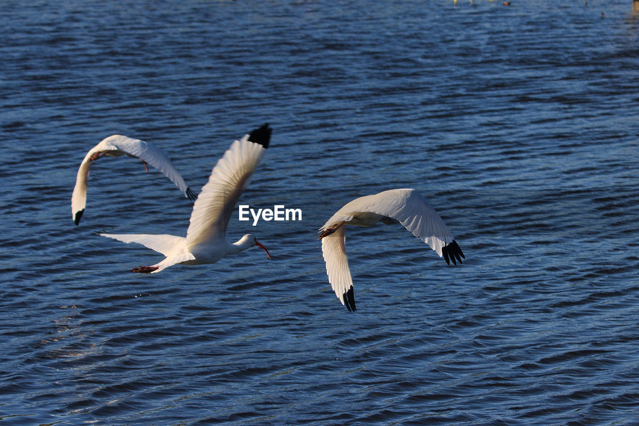 bird in lake