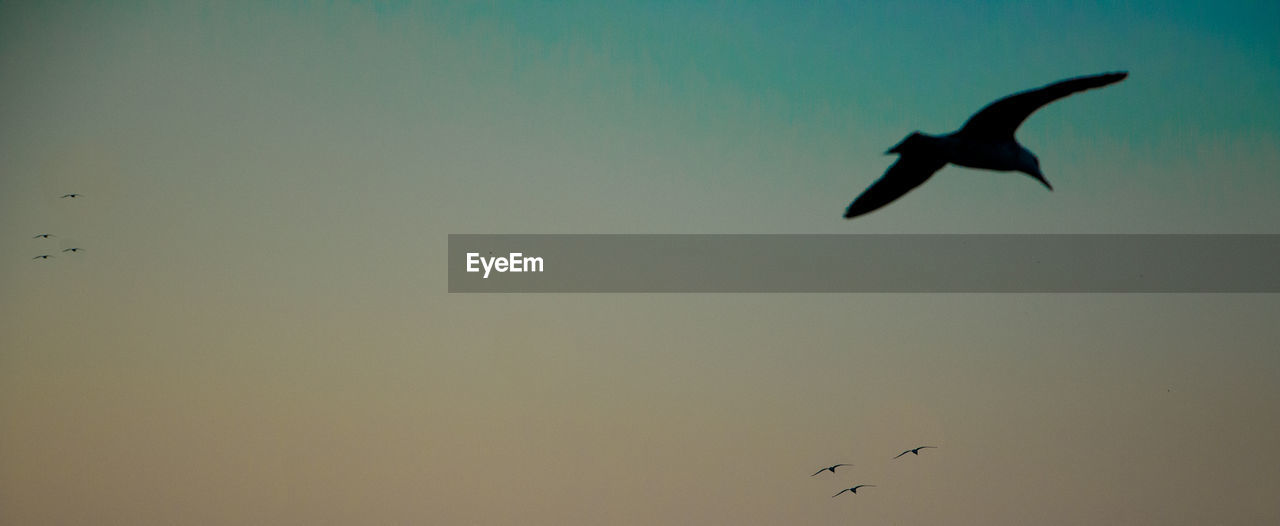 LOW ANGLE VIEW OF BIRDS FLYING