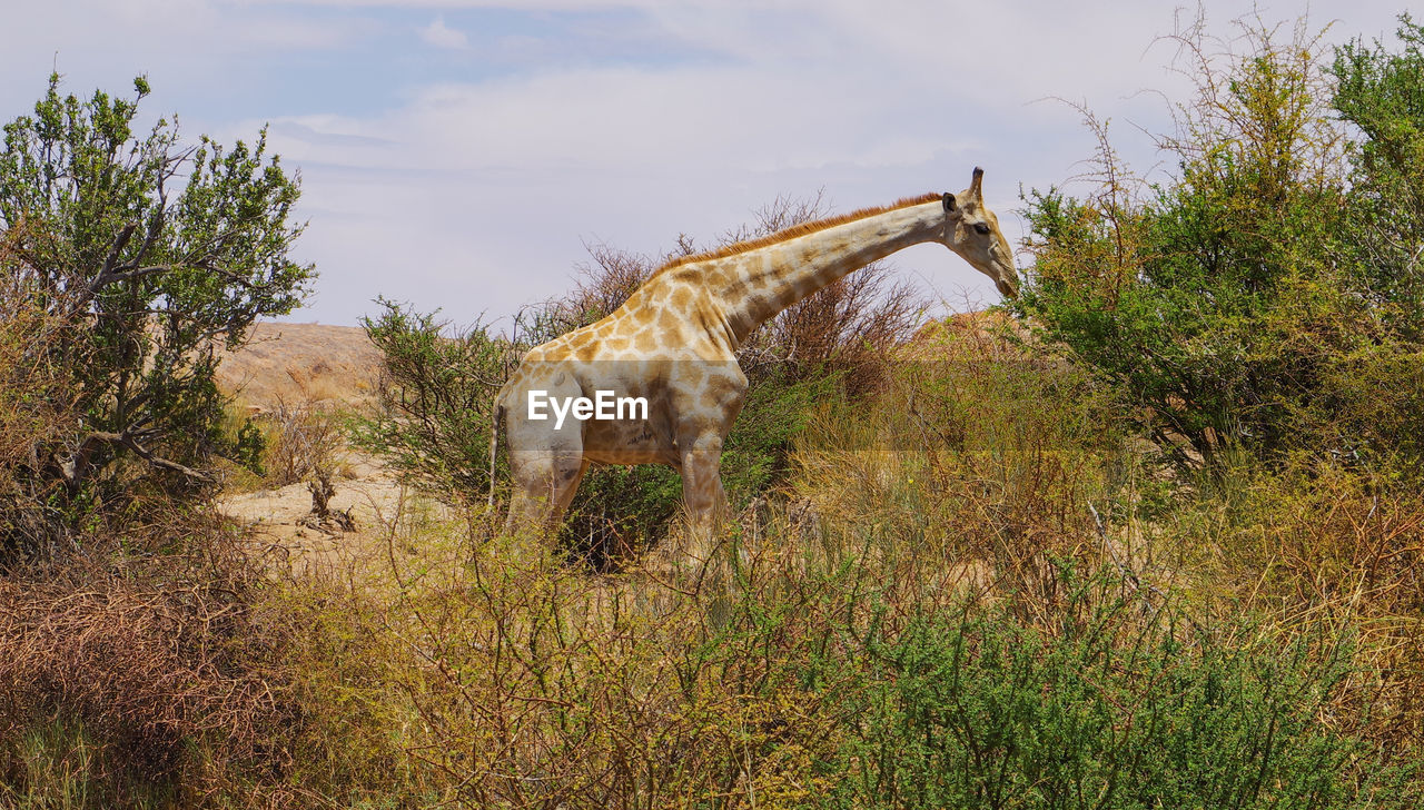 HORSE GRAZING IN FIELD