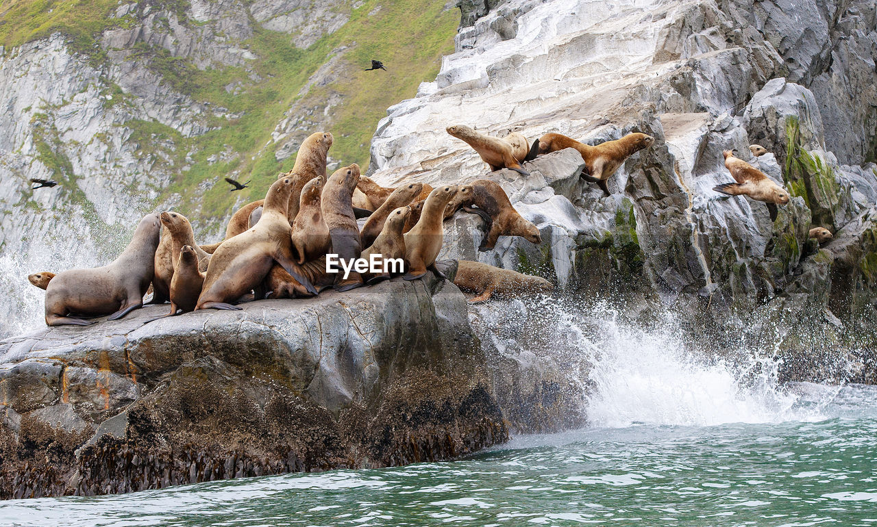 Steller sea lion sitting on a rock island in the pacific ocean on kamchatka peninsula