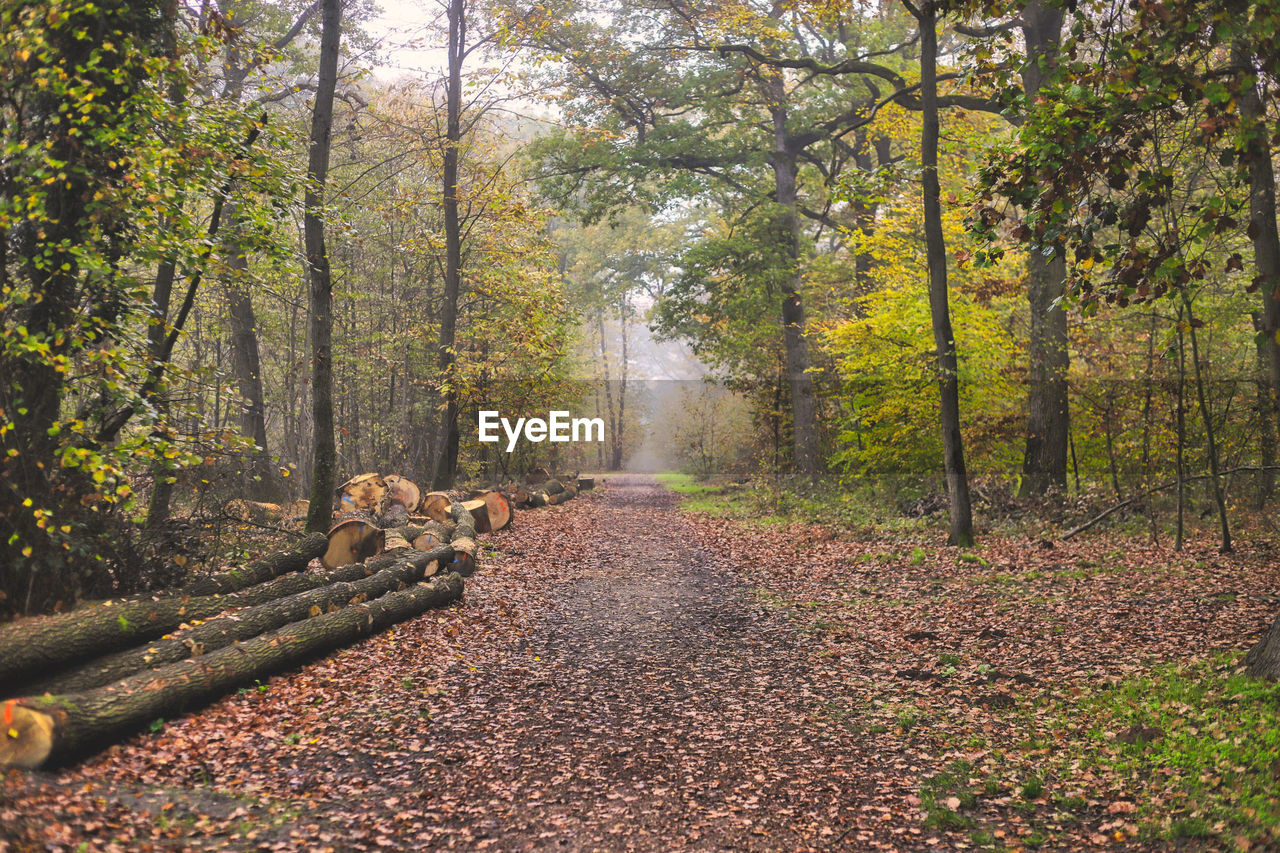 DIRT ROAD AMIDST TREES IN FOREST