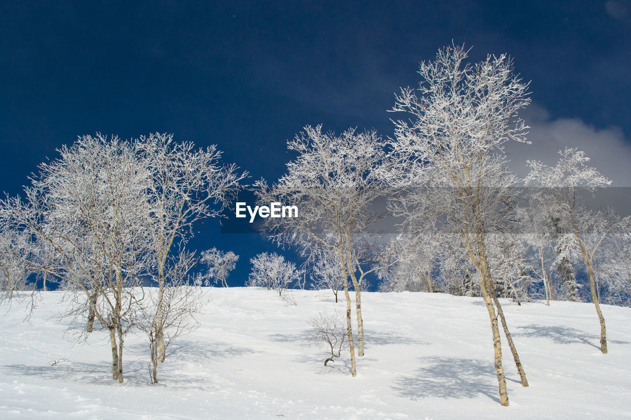 View of trees on snow covered landscape