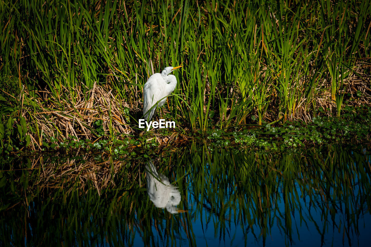 WHITE BIRD PERCHING ON RIVERBANK