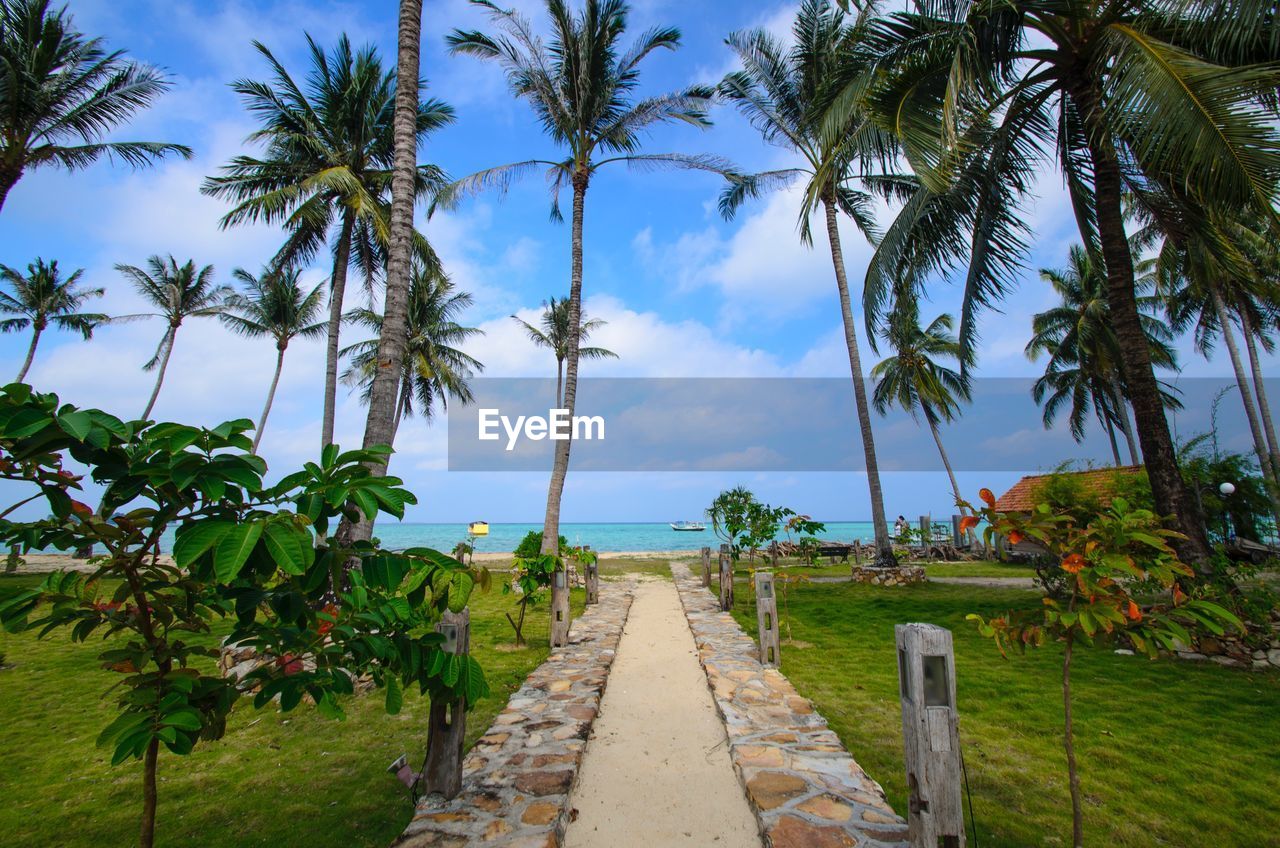 Scenic view of palm trees by sea against sky