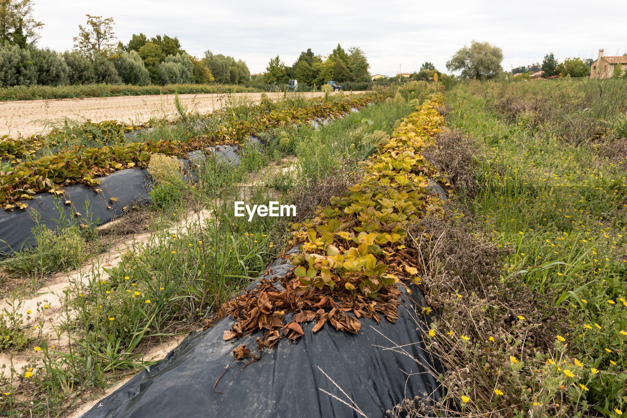 Agriculture field