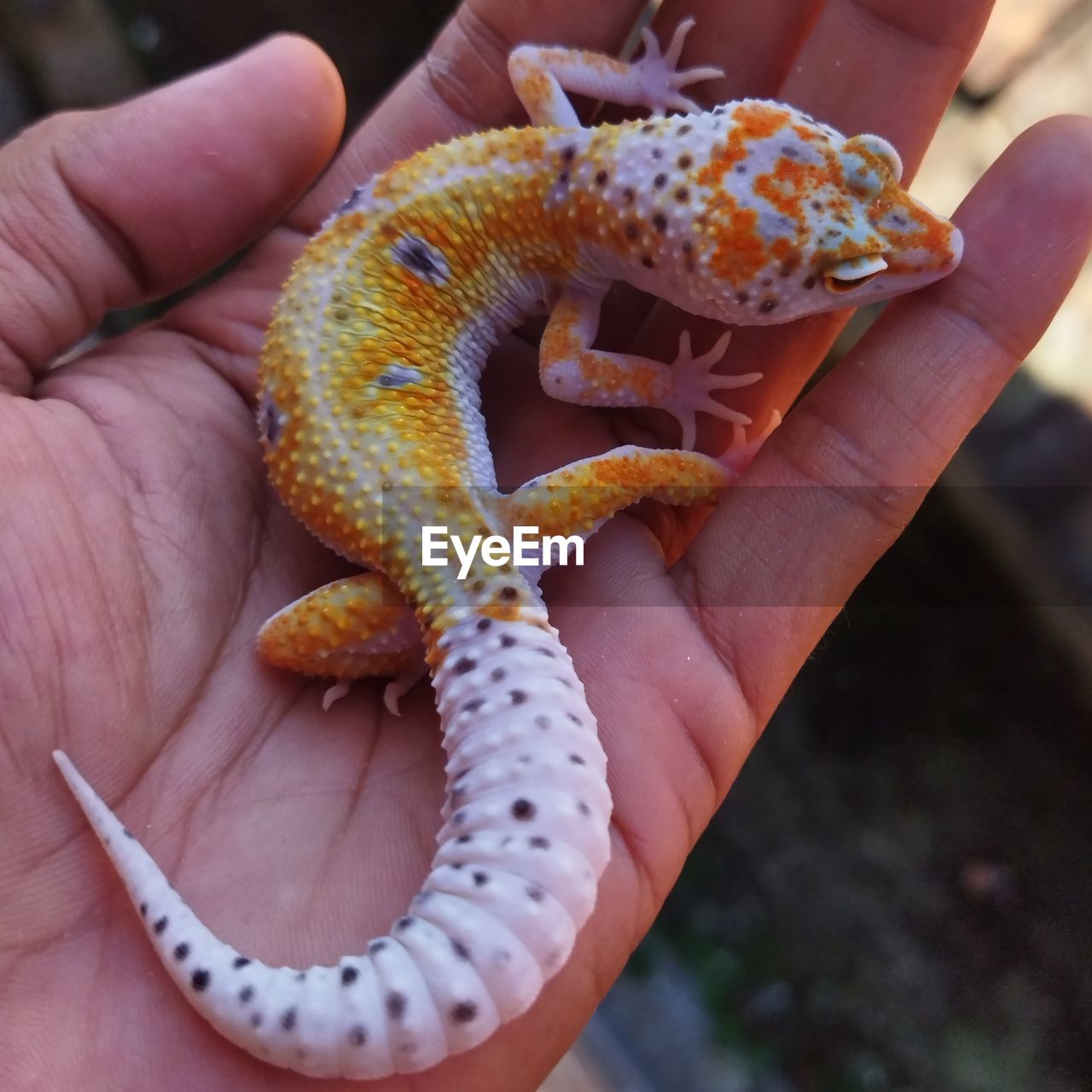 hand, animal themes, animal, one animal, animal wildlife, reptile, holding, one person, wildlife, close-up, finger, serpent, gecko, focus on foreground, lizard, day, outdoors, nature, spotted, snake