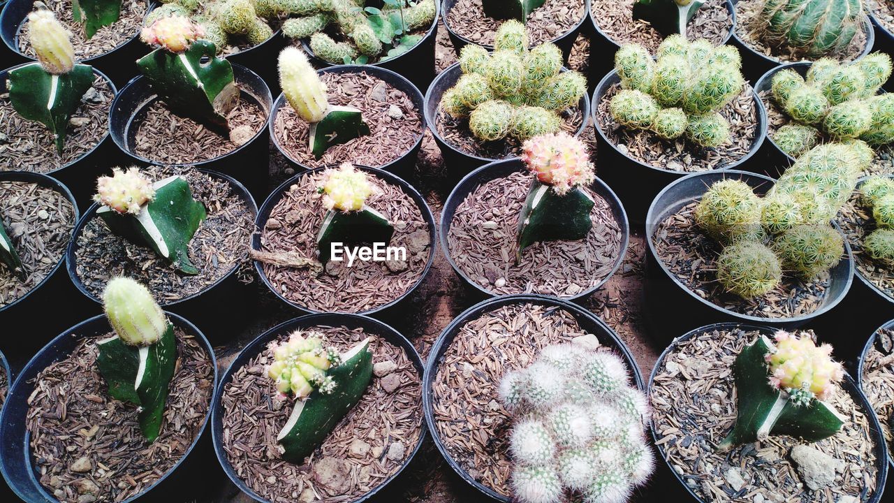 HIGH ANGLE VIEW OF SUCCULENT PLANTS