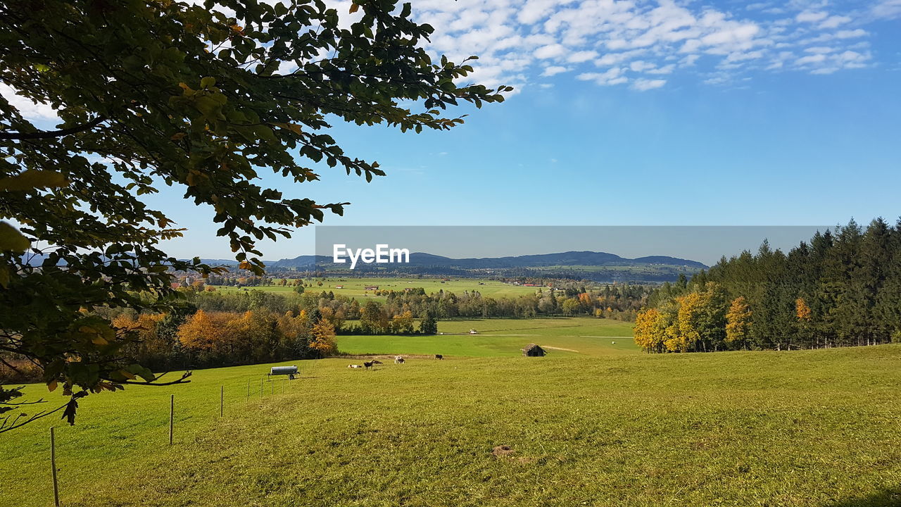 TREES ON FIELD AGAINST SKY