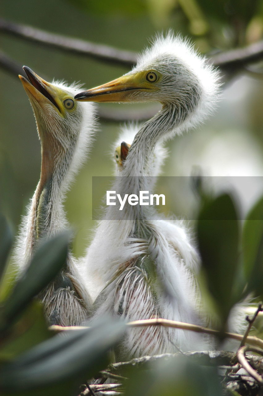 Close-up of young great egrets