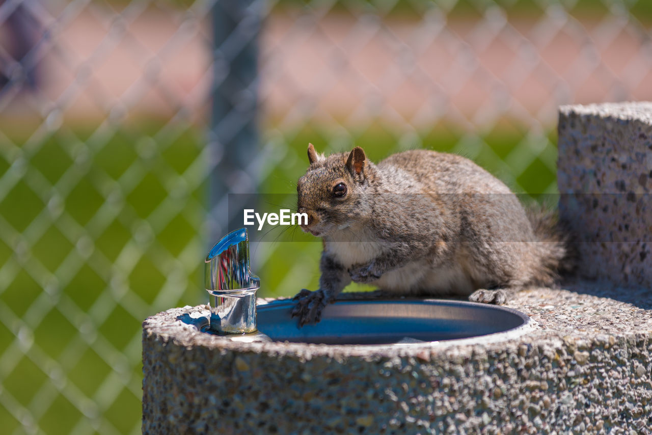 CLOSE-UP OF SQUIRREL ON ROCK