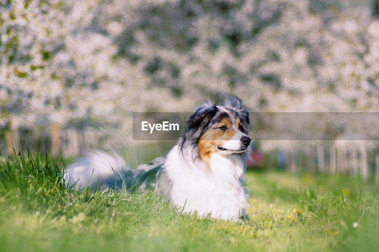 DOG LOOKING AWAY WHILE SITTING ON GRASS