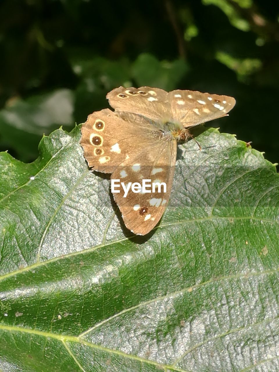 CLOSE-UP OF BUTTERFLY ON PLANT