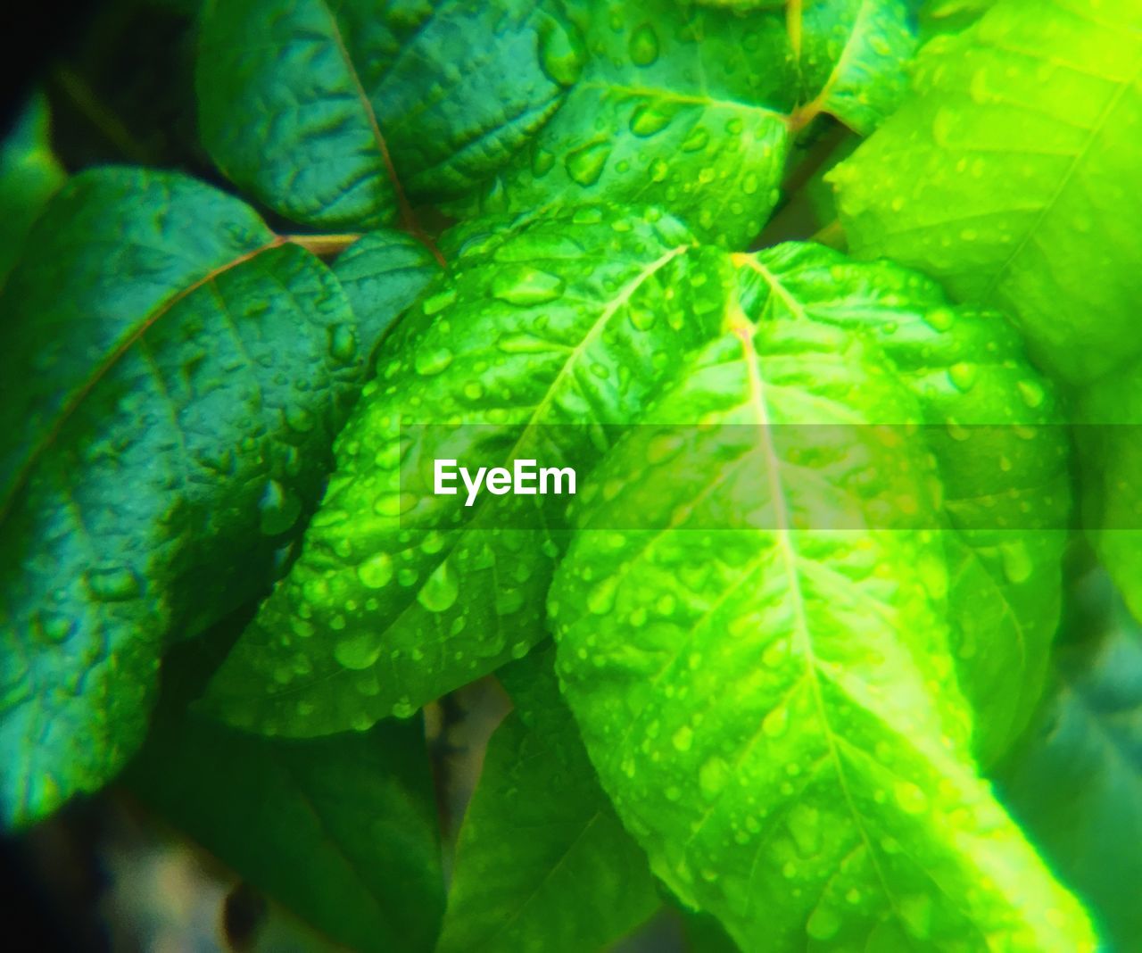 Full frame shot of water drops on leaves