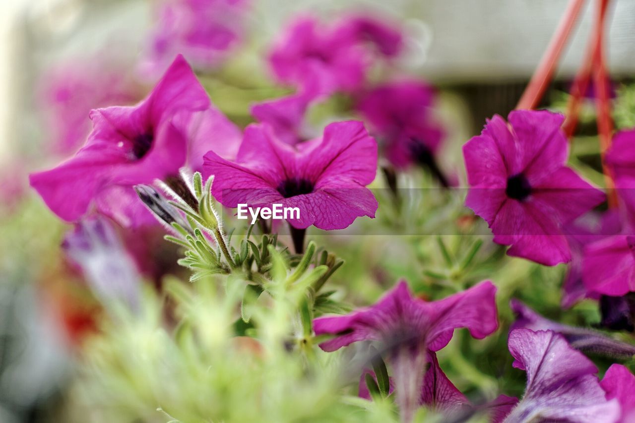 Close-up of pink flowering plants