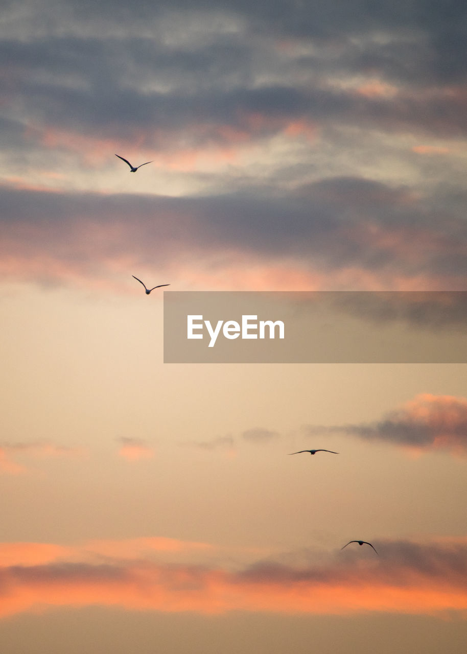 Silhouette birds flying in sky during sunset