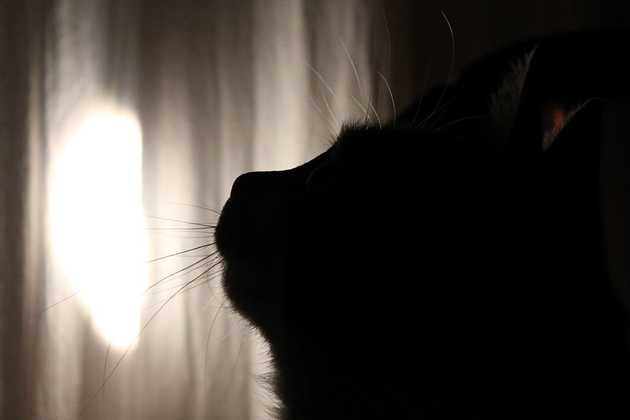 Close-up of silhouette cat at home