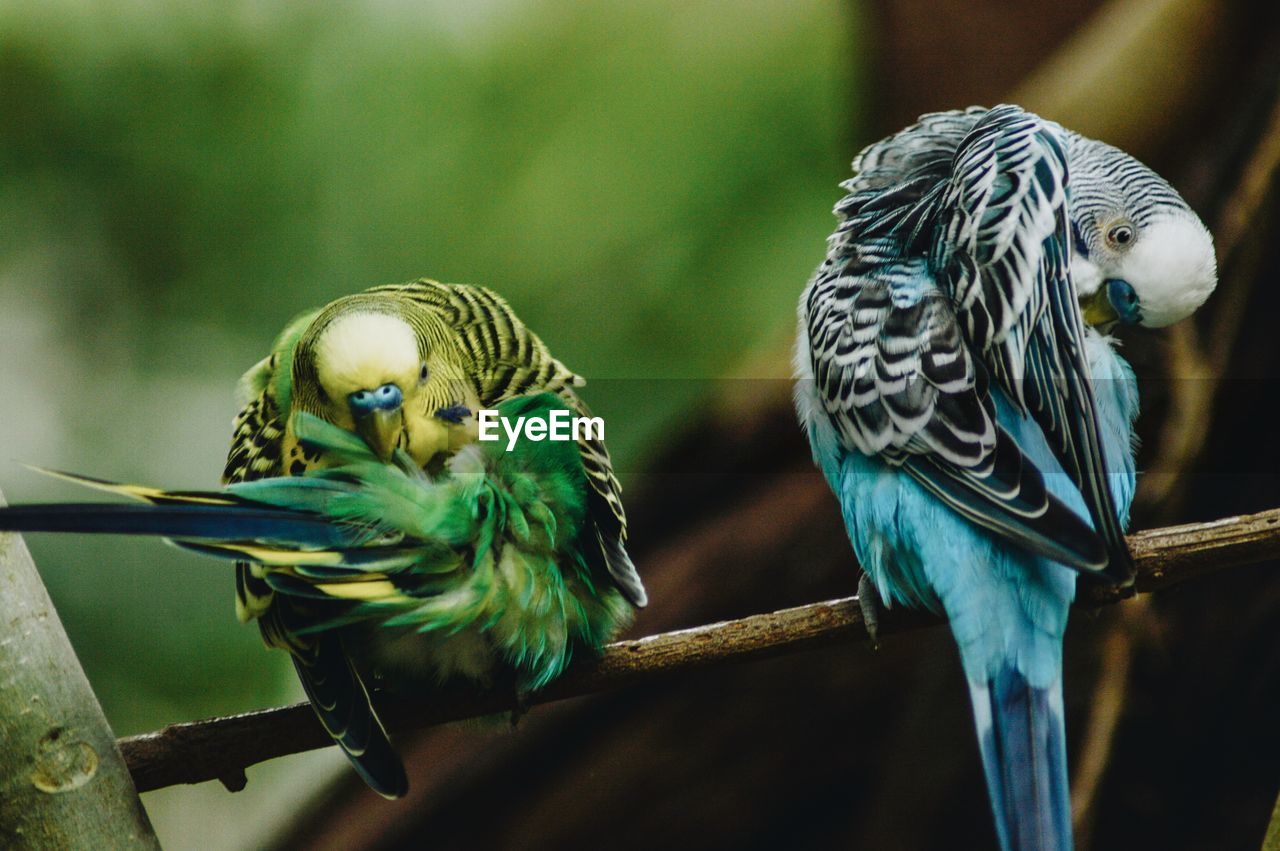 Close-up of parrots perching