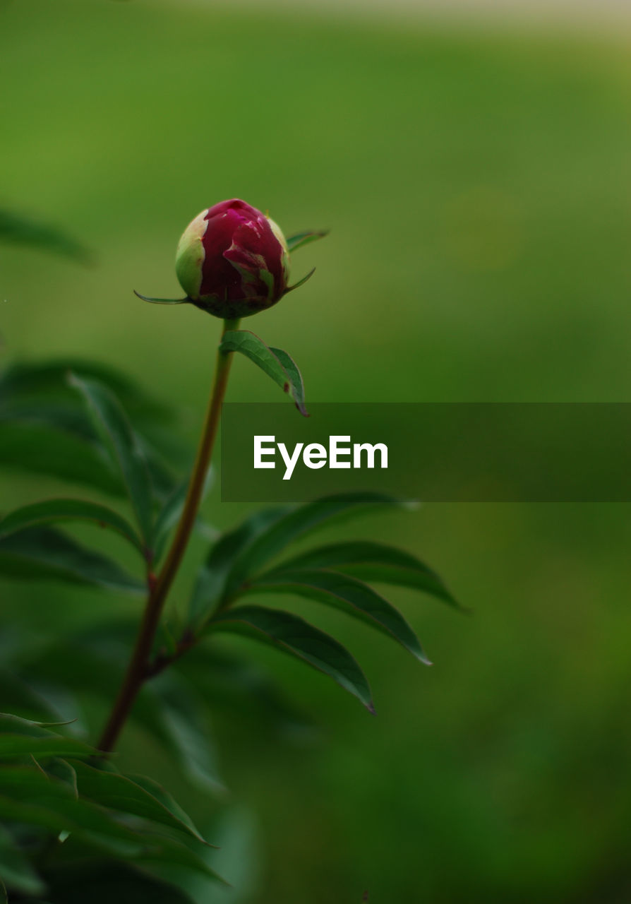 CLOSE-UP OF RED ROSE WITH BUDS