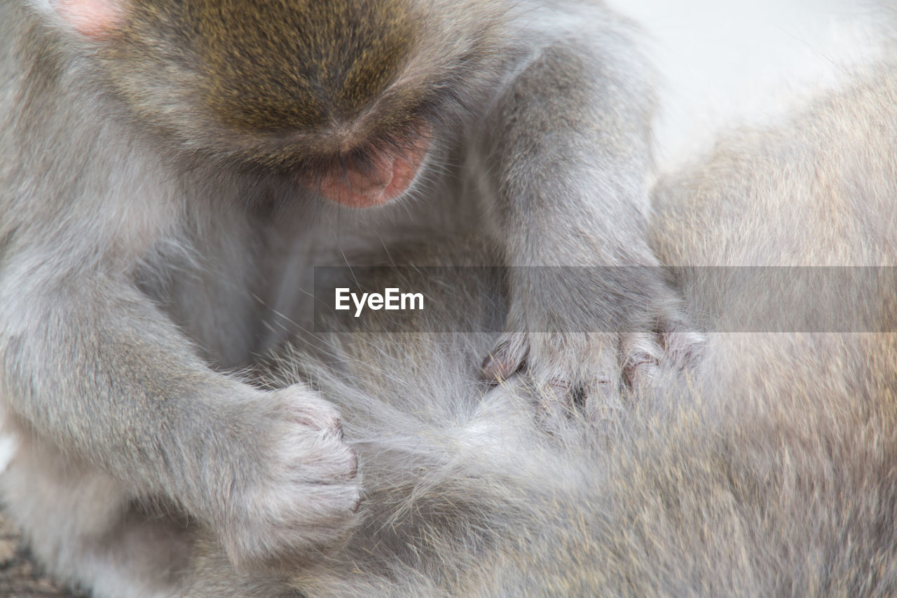 CLOSE-UP OF A MONKEY SLEEPING ON THE GROUND