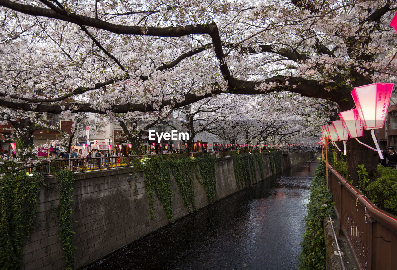 PINK CHERRY BLOSSOMS IN SPRING