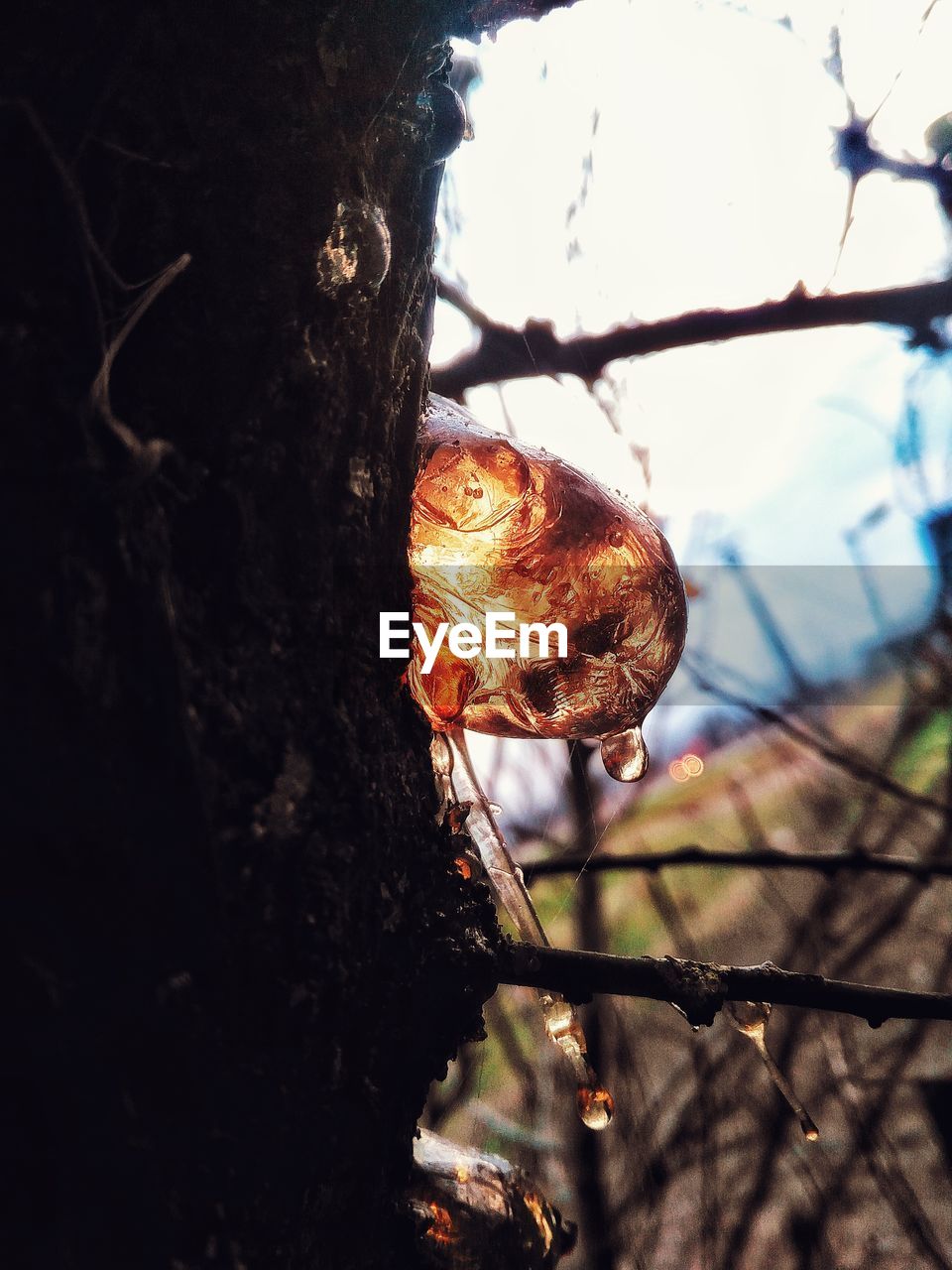 CLOSE-UP OF LIZARD AGAINST TREES