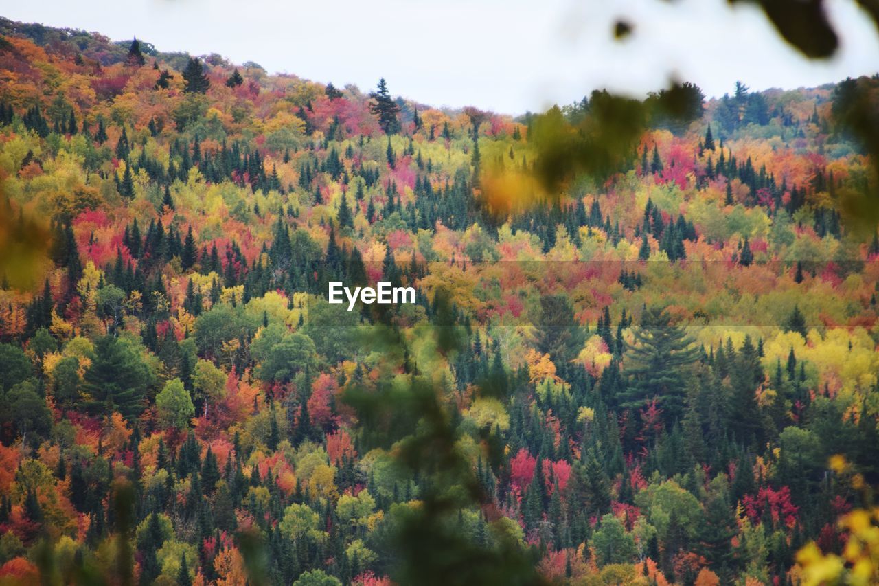 TREES ON FIELD AGAINST SKY