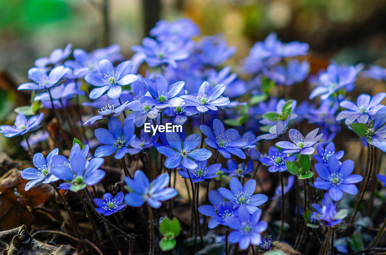 flower, flowering plant, plant, beauty in nature, freshness, nature, purple, close-up, fragility, blue, growth, botany, focus on foreground, plant part, petal, wildflower, no people, leaf, outdoors, flower head, garden, day, outdoor pursuit, inflorescence, springtime, summer, nature reserve, blossom, land, eco tourism, botanical garden, science, tourism, travel destinations
