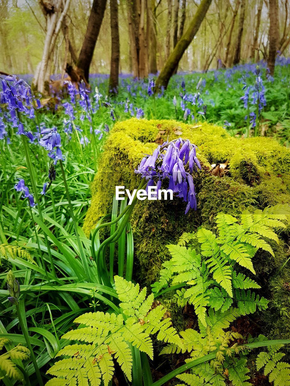 CLOSE-UP OF PURPLE FLOWERS GROWING IN PARK