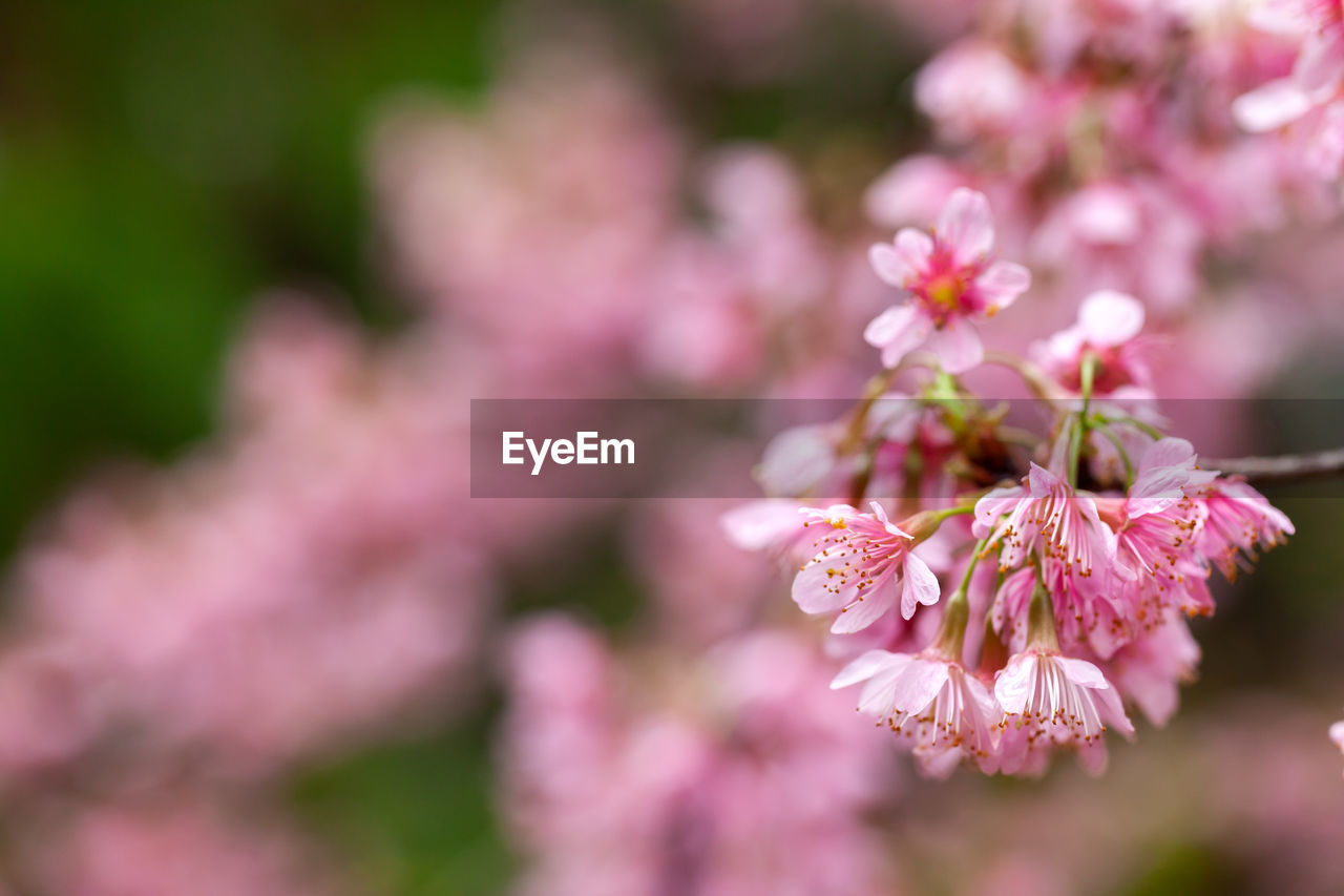 CLOSE-UP OF PINK CHERRY BLOSSOMS IN SPRING