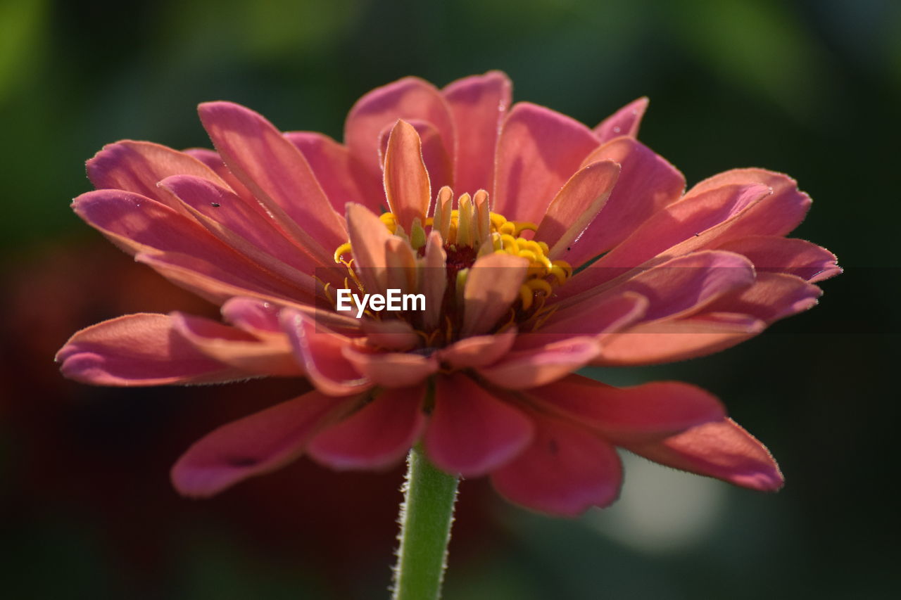 Close-up of pink flower