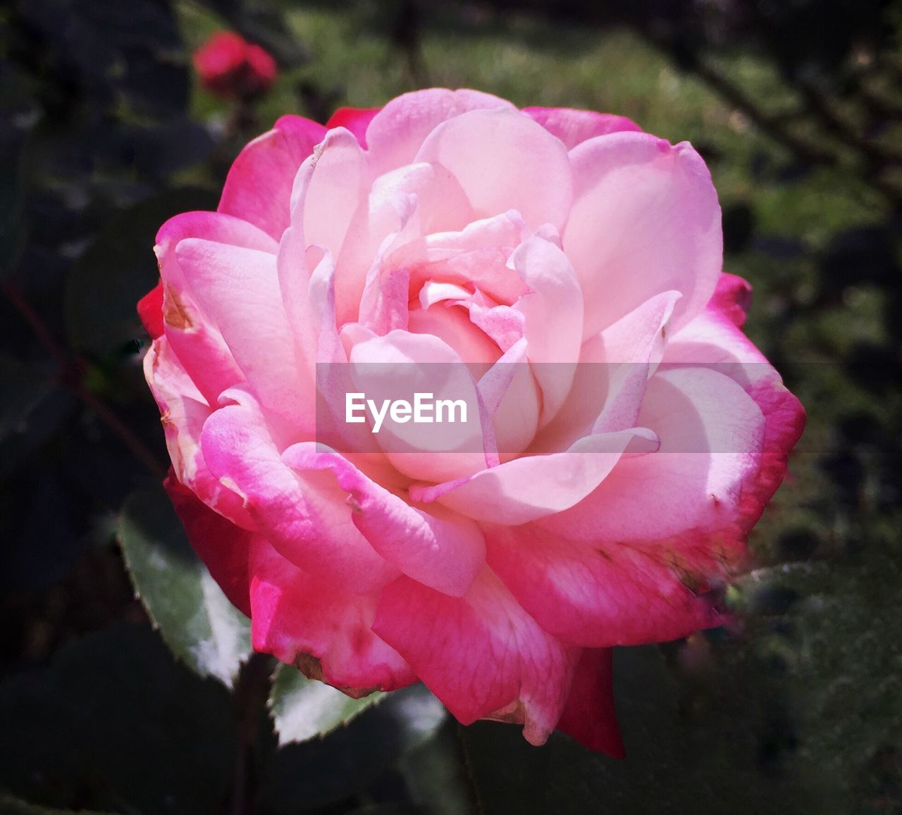 CLOSE-UP OF PINK FLOWER