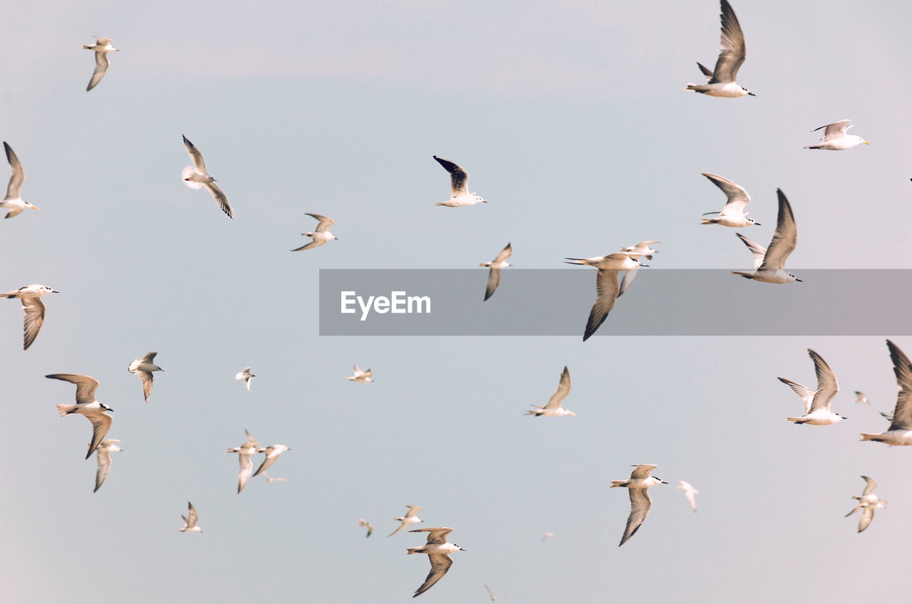 Group of birds flying, toned in vintage pale colors. flock of white birds.