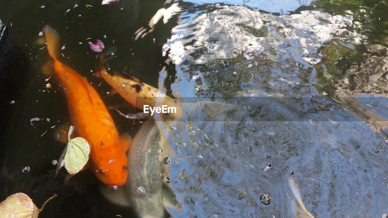 High angle view of koi carp fish in pond