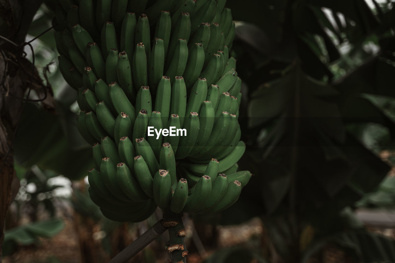 Close-up of banana palm in field