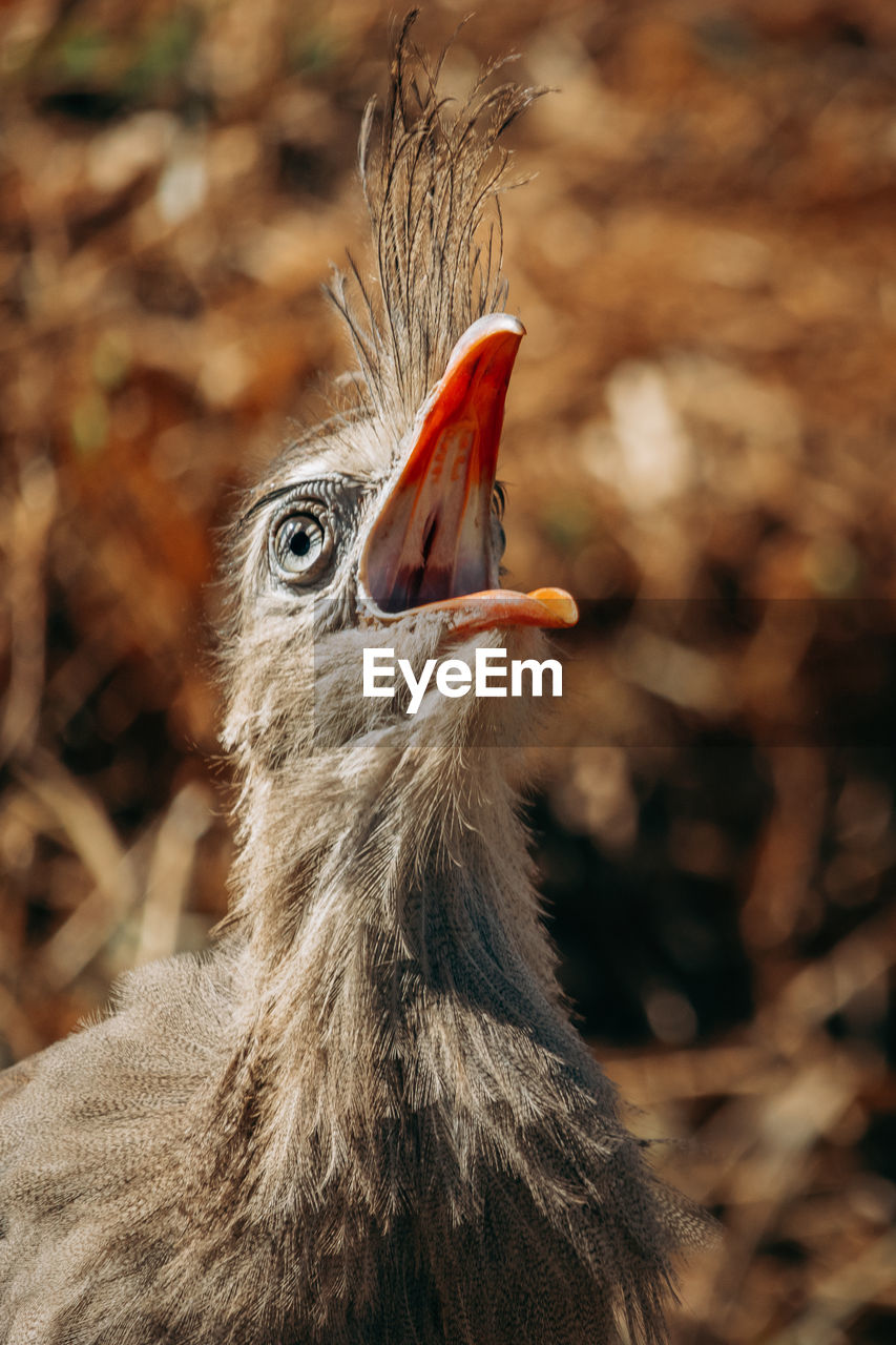 Close up shot of seriema bird squawking