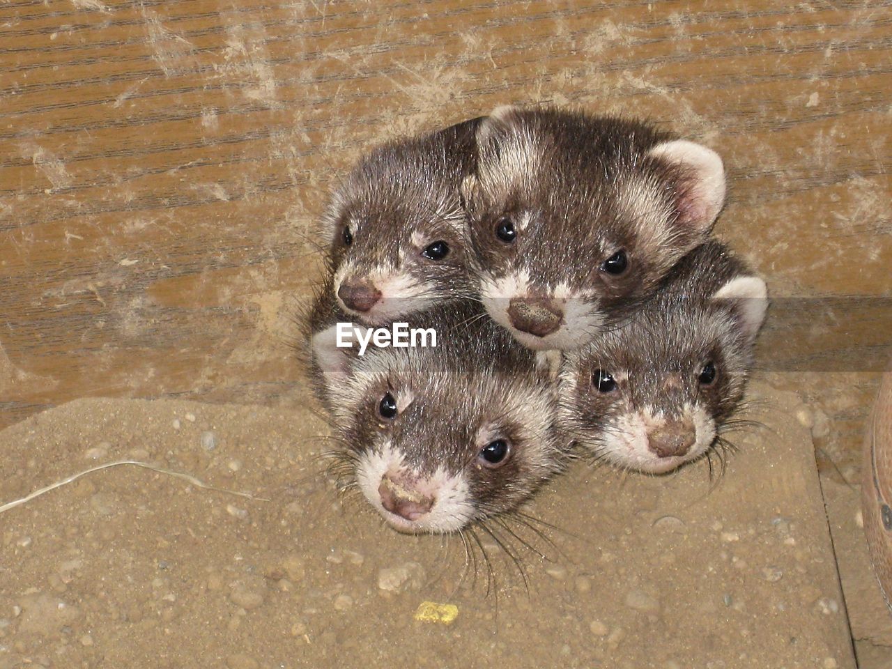 High angle view of portrait of young ferrets