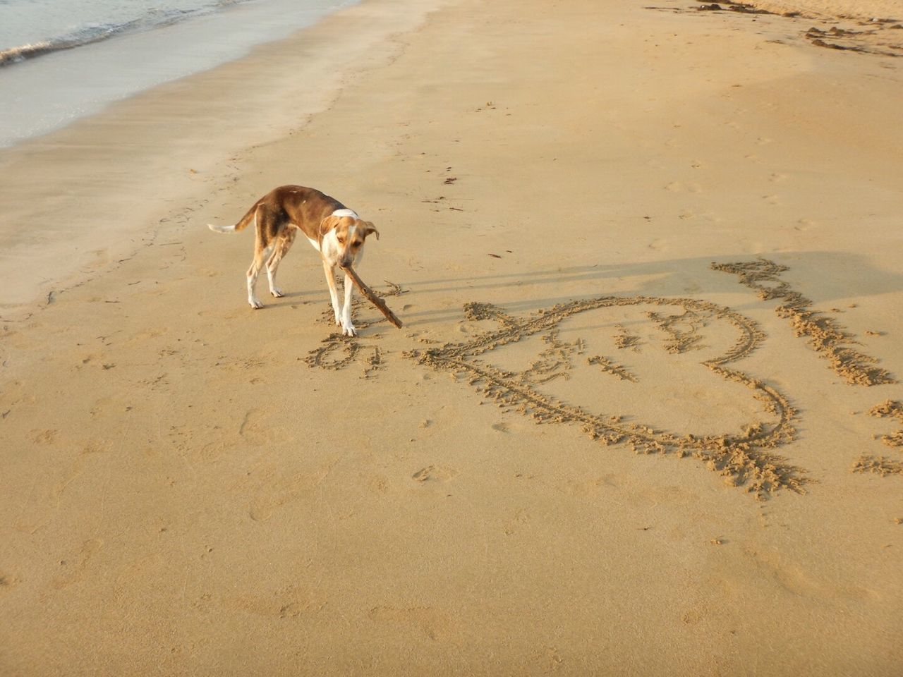 Dog carrying stick in mouth while standing by heart shape on sand